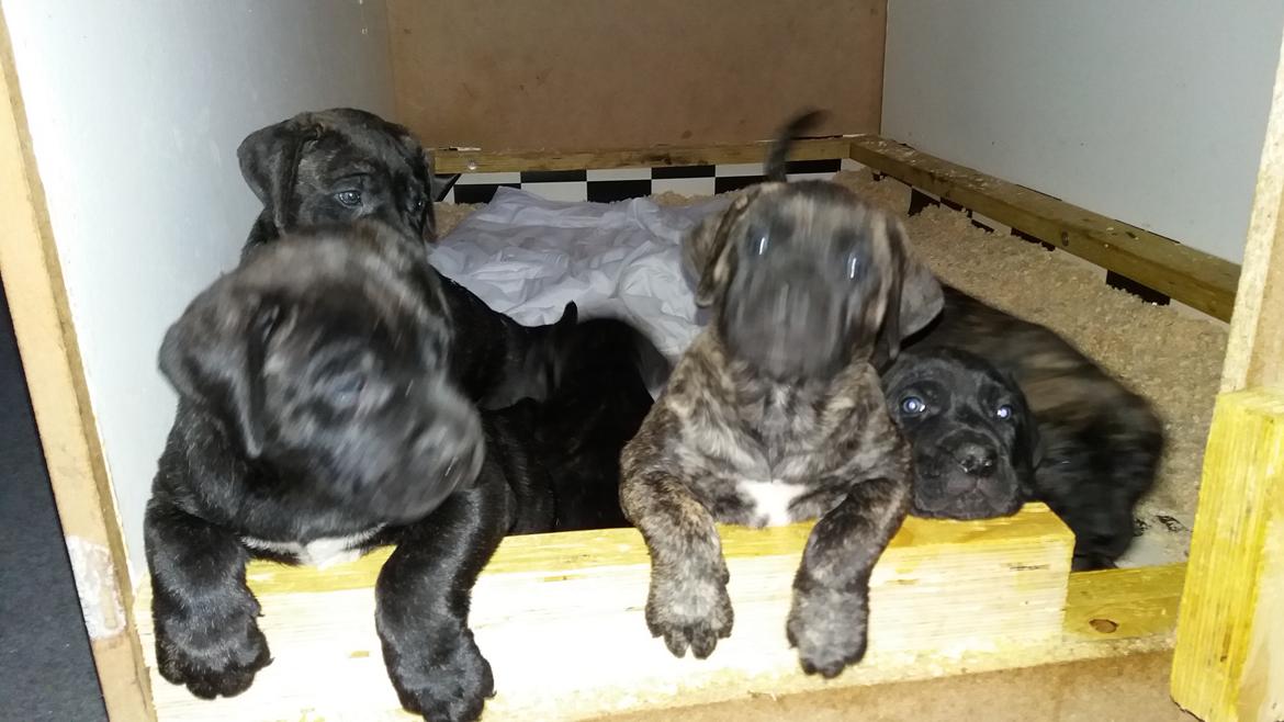 Dogo canario Rash Fuego Bull Volcanes Big Fighter (Arya) billede 2