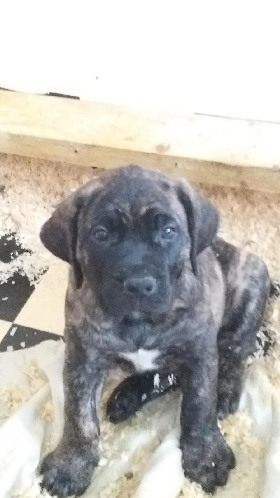 Dogo canario Rash Fuego Bull Volcanes Big Fighter (Arya) billede 4