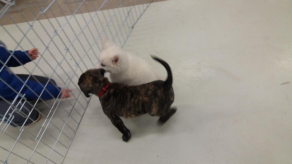 Dogo canario Rash Fuego Bull Volcanes Big Fighter (Arya) billede 5