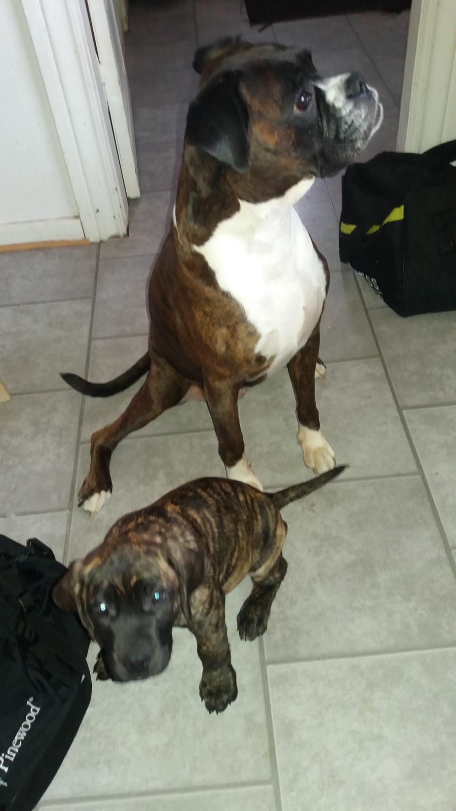 Dogo canario Rash Fuego Bull Volcanes Big Fighter (Arya) billede 6