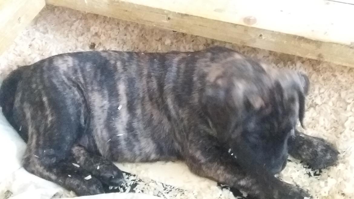 Dogo canario Rash Fuego Bull Volcanes Big Fighter (Arya) billede 3