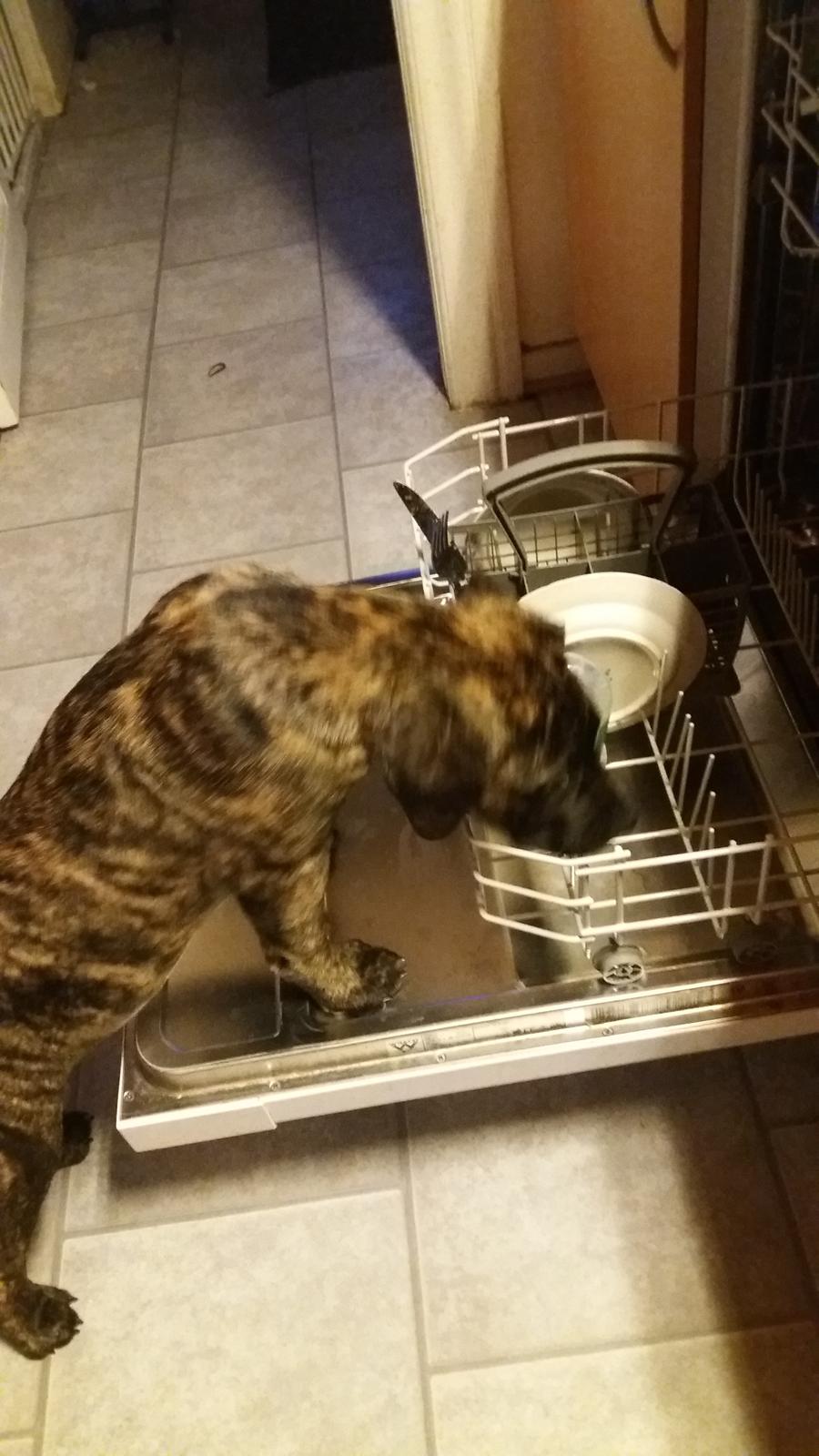 Dogo canario Rash Fuego Bull Volcanes Big Fighter (Arya) billede 8