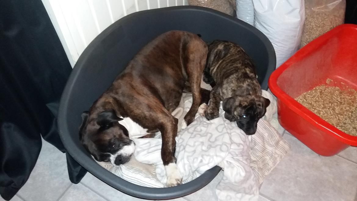 Dogo canario Rash Fuego Bull Volcanes Big Fighter (Arya) billede 7