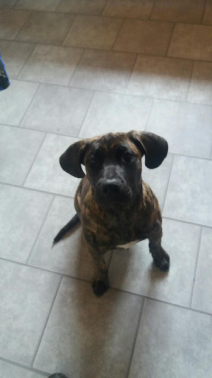 Dogo canario Rash Fuego Bull Volcanes Big Fighter (Arya) billede 1