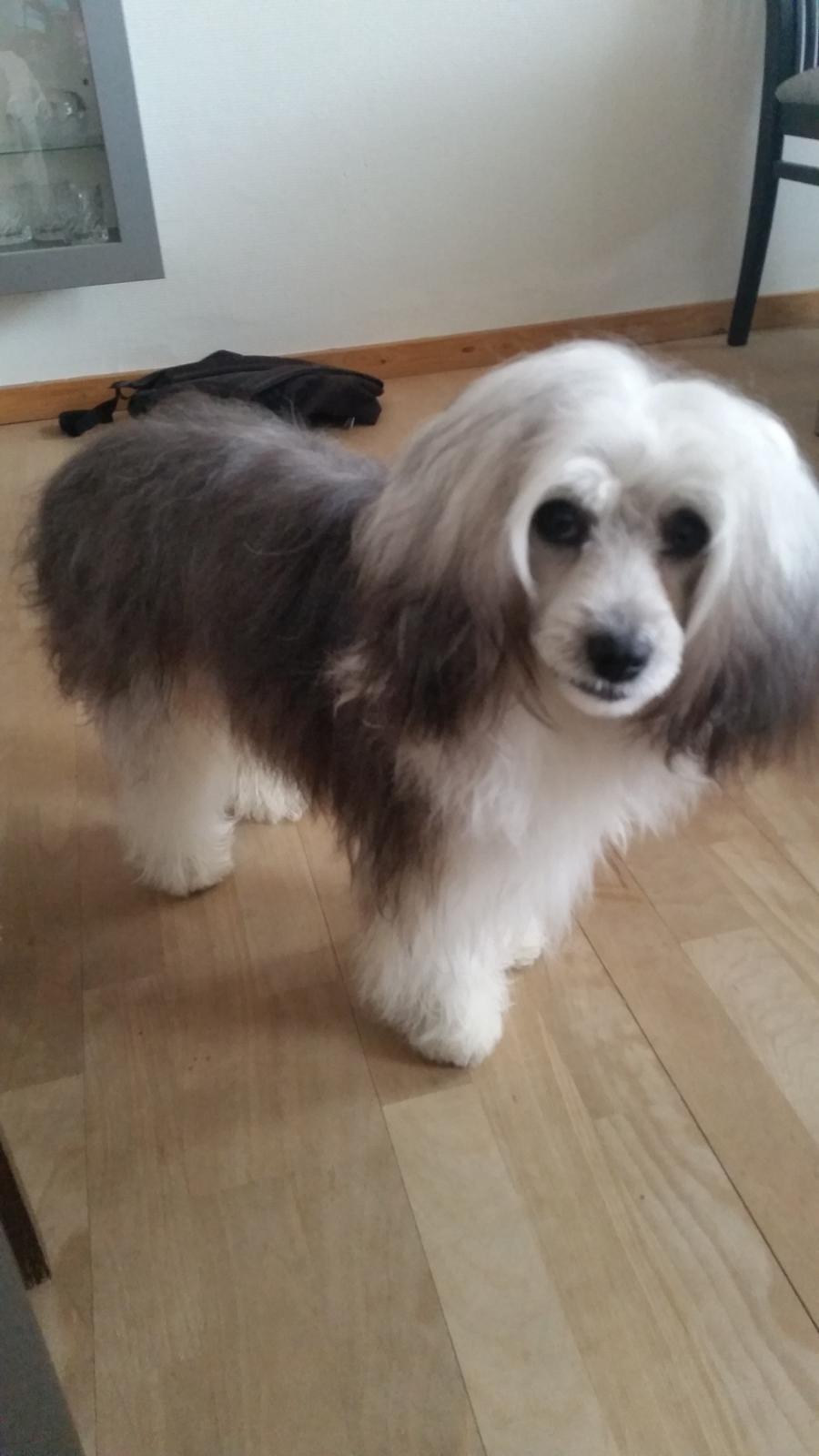 Chinese crested powder puff Joey billede 1