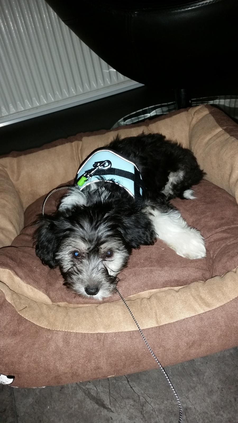 Chinese crested powder puff Joey billede 2