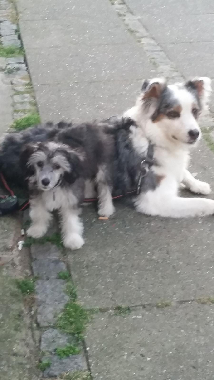 Chinese crested powder puff Joey billede 3