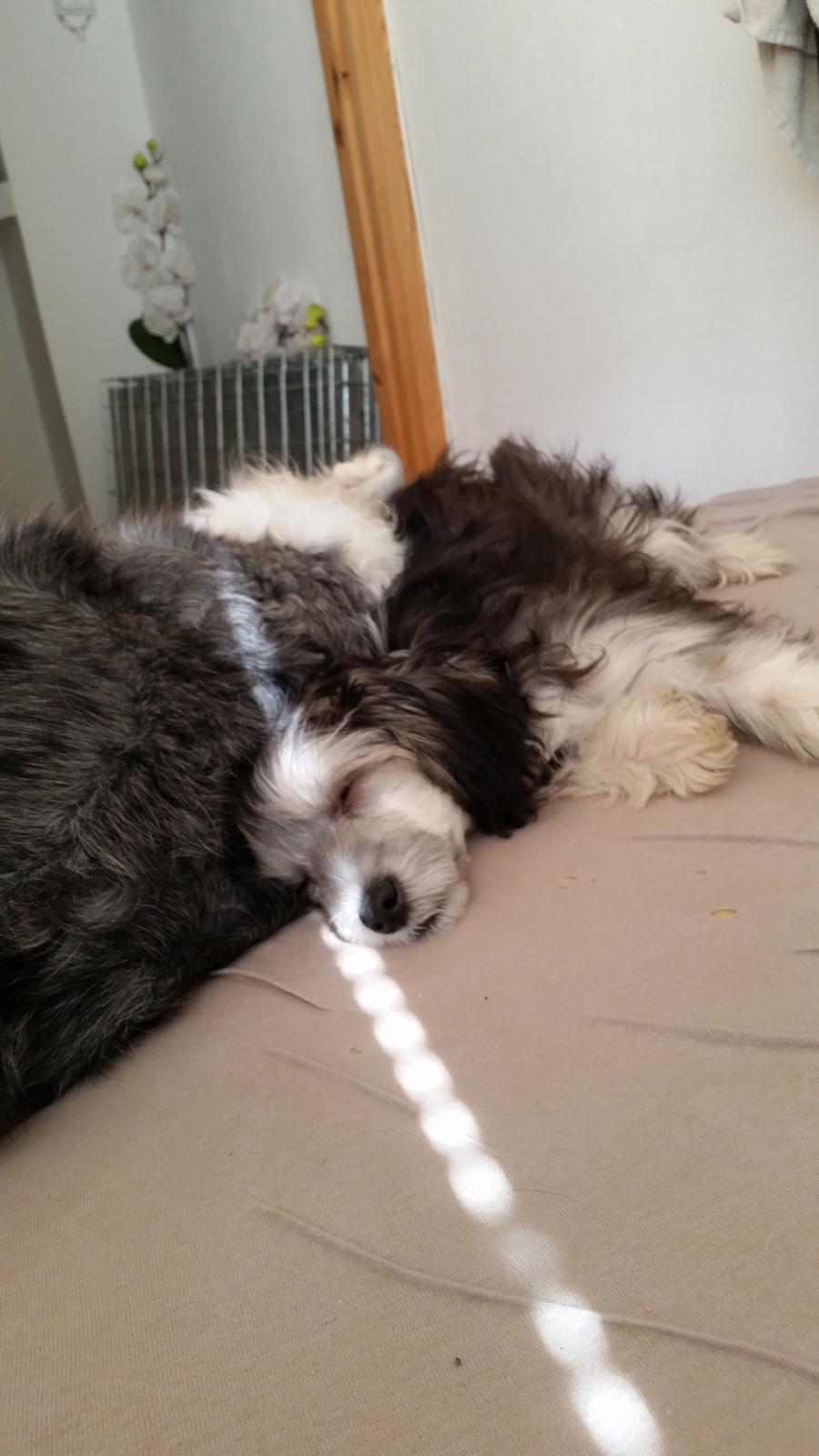 Chinese crested powder puff Joey billede 4