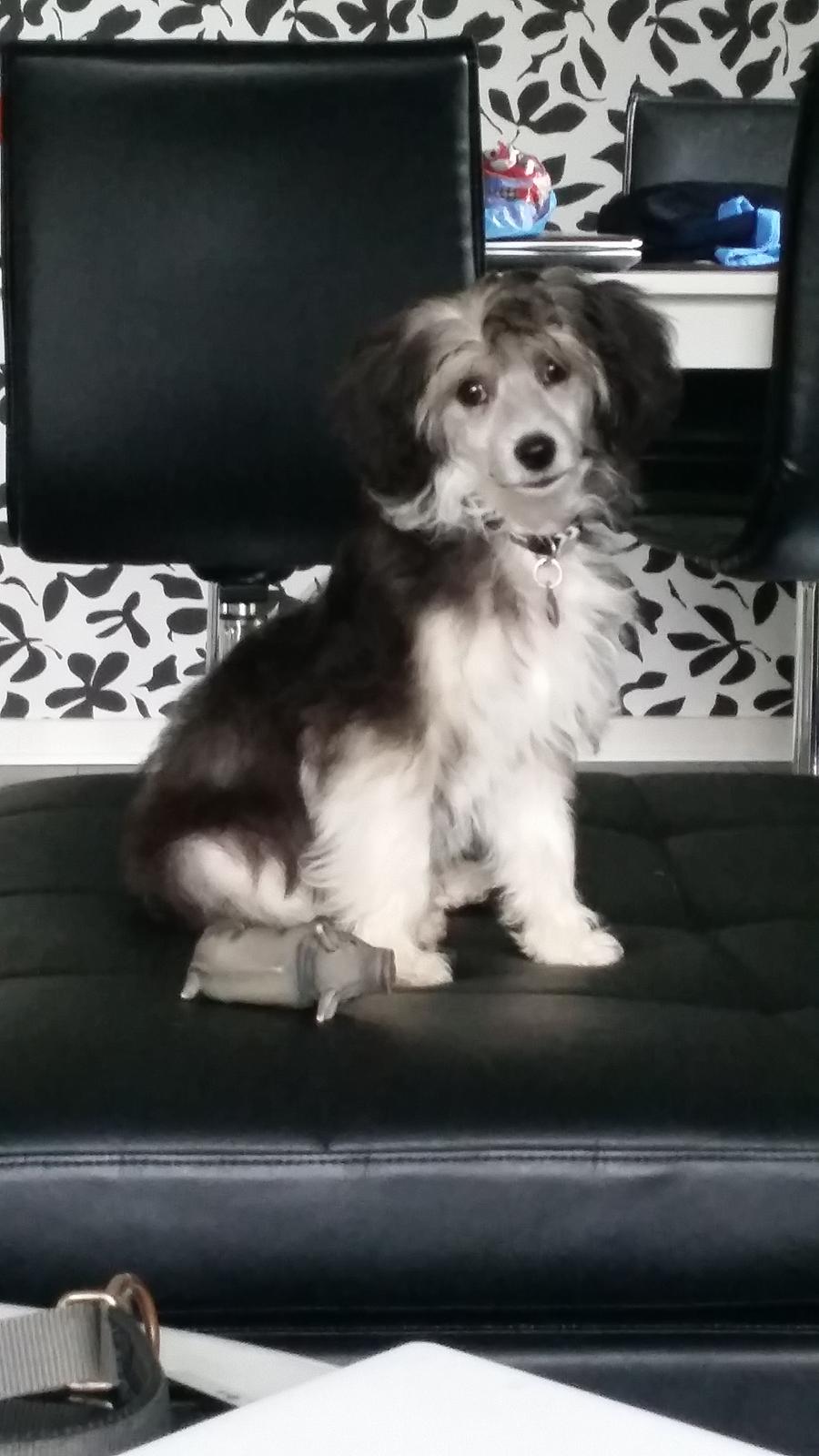 Chinese crested powder puff Joey billede 5