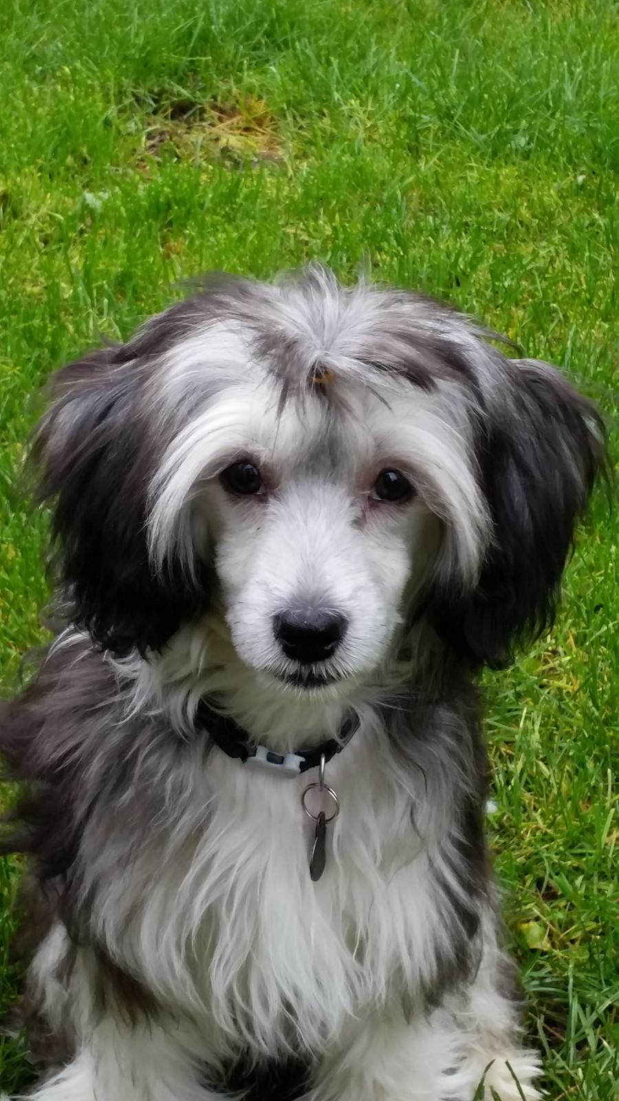 Chinese crested powder puff Joey billede 6