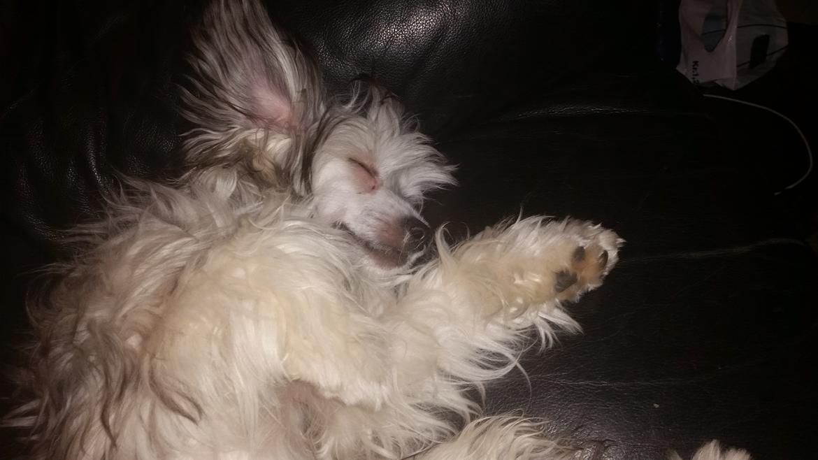 Chinese crested powder puff Joey billede 7