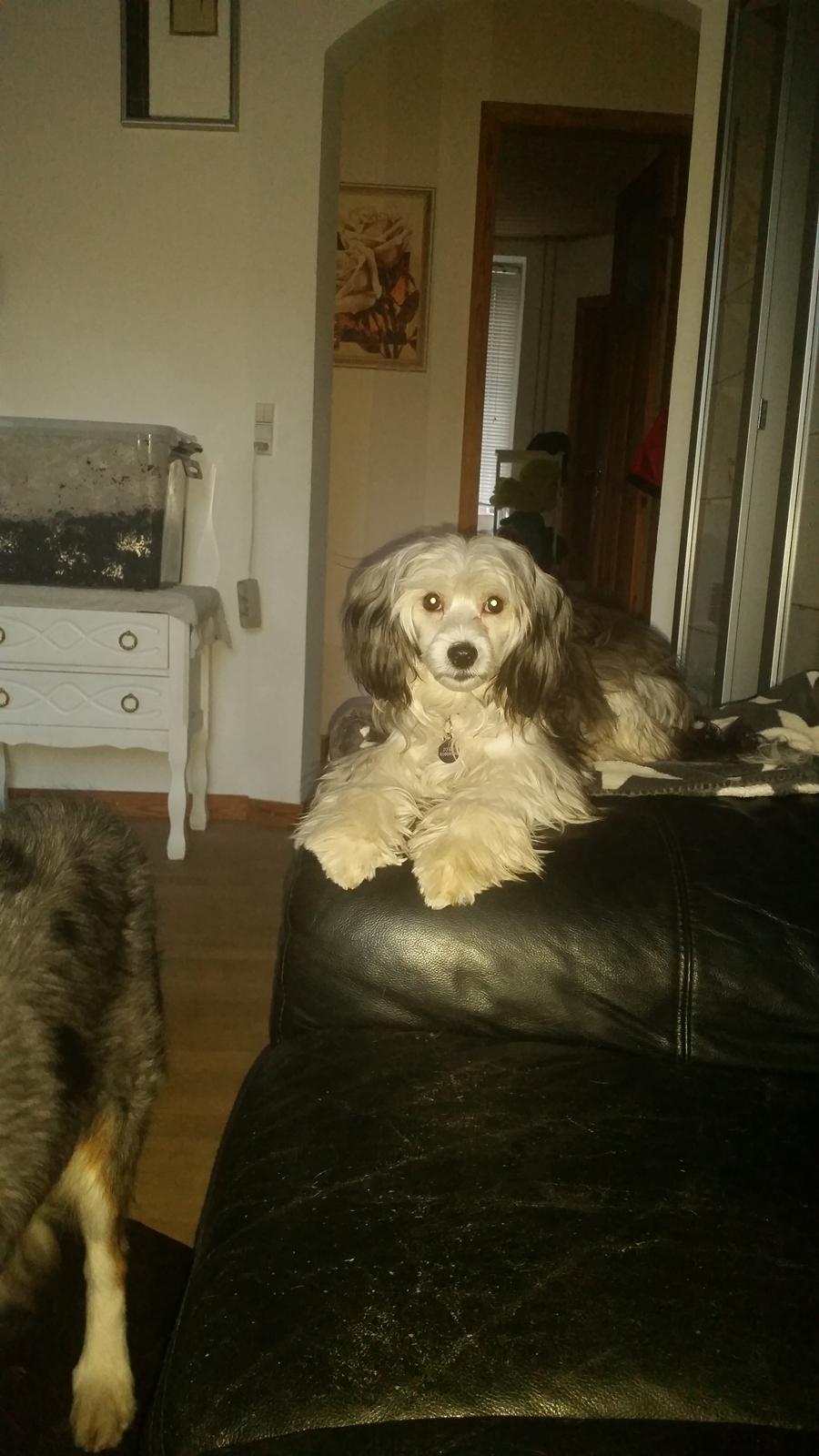 Chinese crested powder puff Joey billede 8