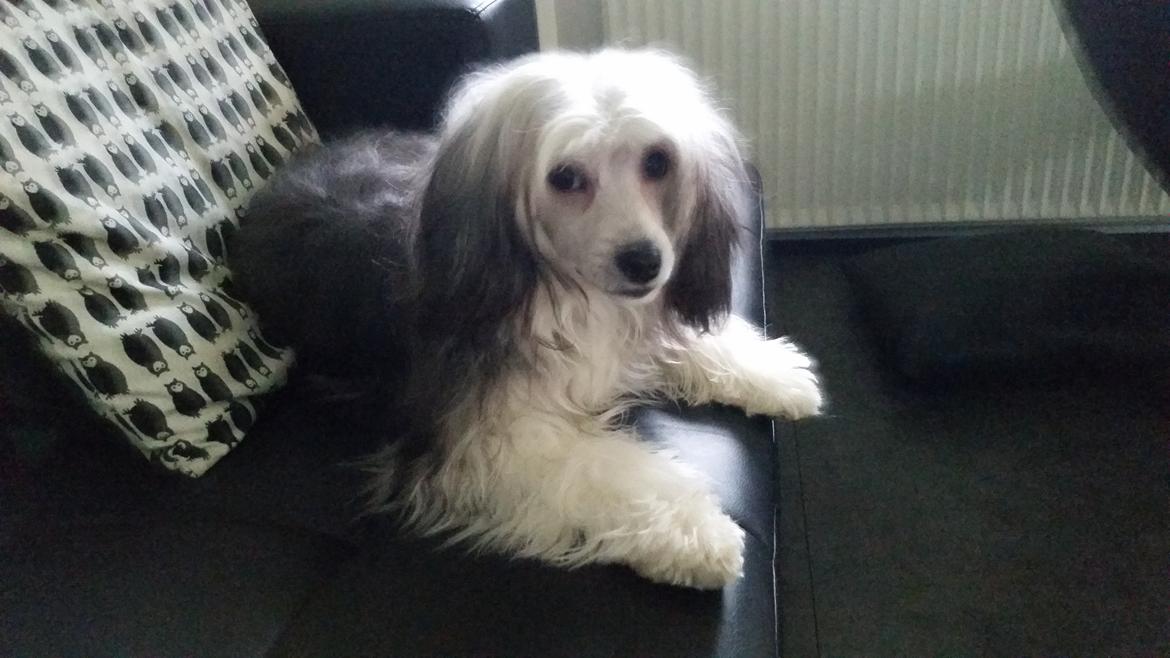 Chinese crested powder puff Joey billede 9