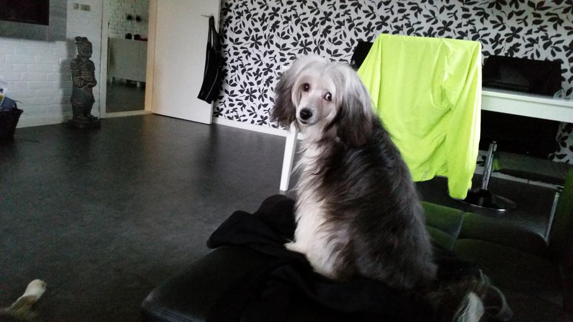 Chinese crested powder puff Joey billede 10