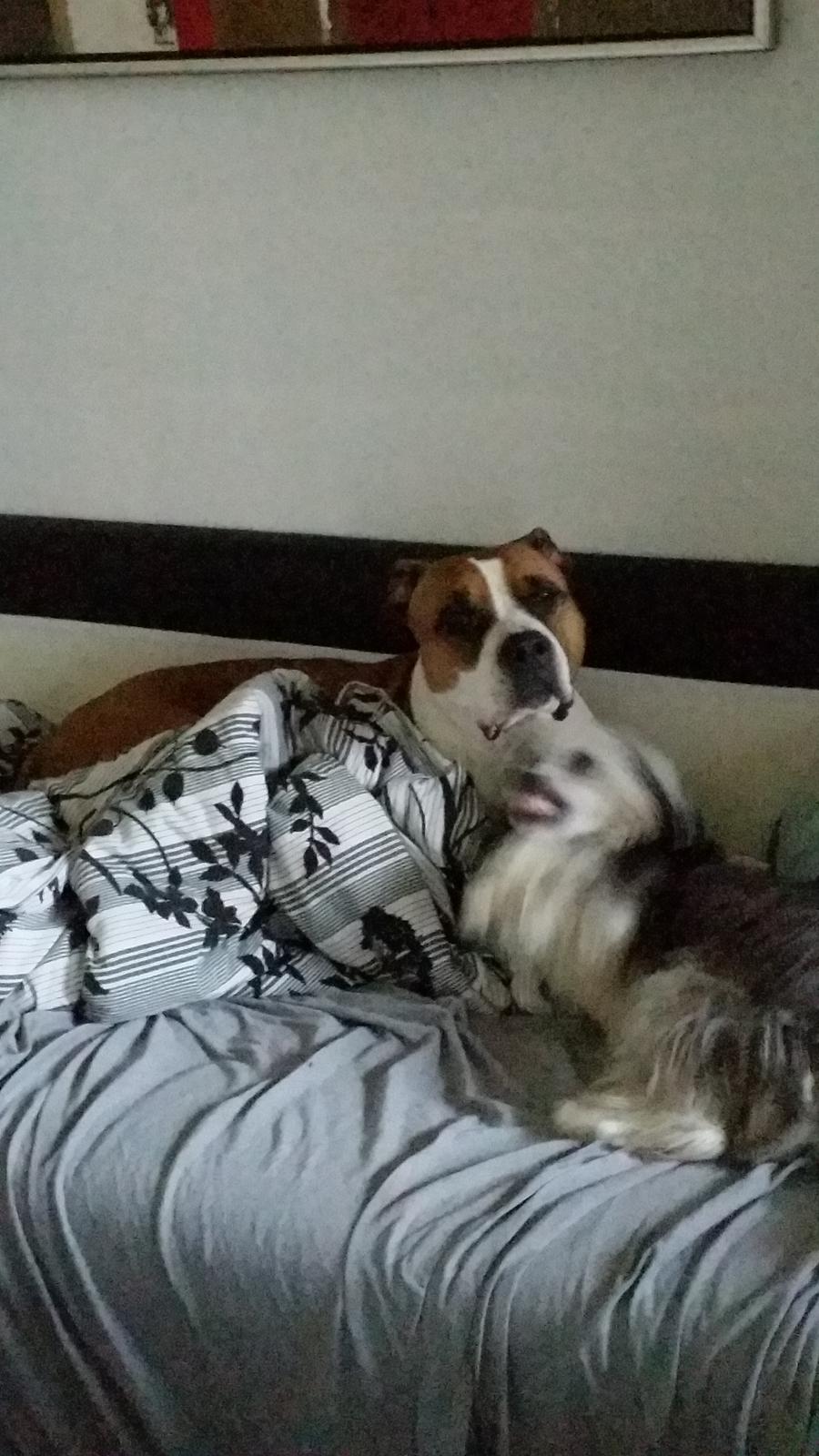 Chinese crested powder puff Joey billede 11