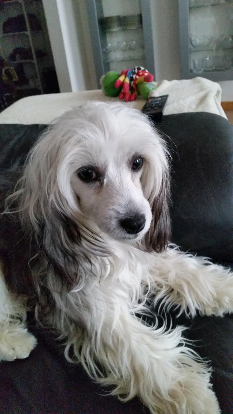 Chinese crested powder puff Joey billede 12