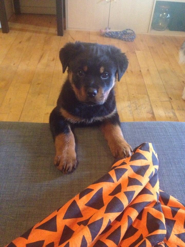 Rottweiler Beet billede 12