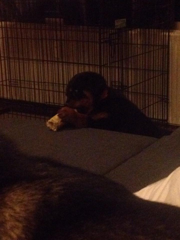 Rottweiler Beet billede 14