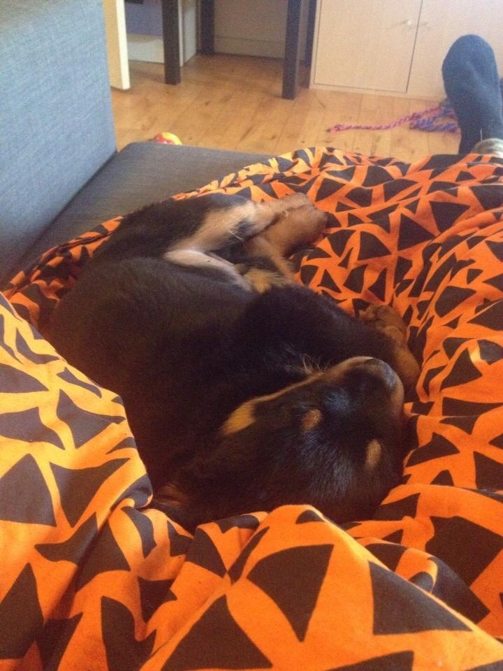 Rottweiler Beet billede 13