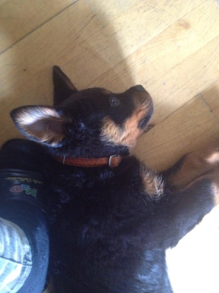 Rottweiler Beet billede 15