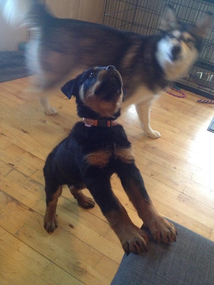 Rottweiler Beet billede 16