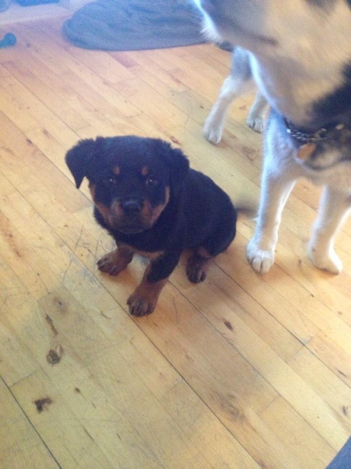 Rottweiler Beet billede 17