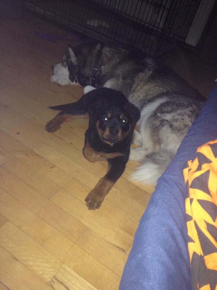 Rottweiler Beet billede 18