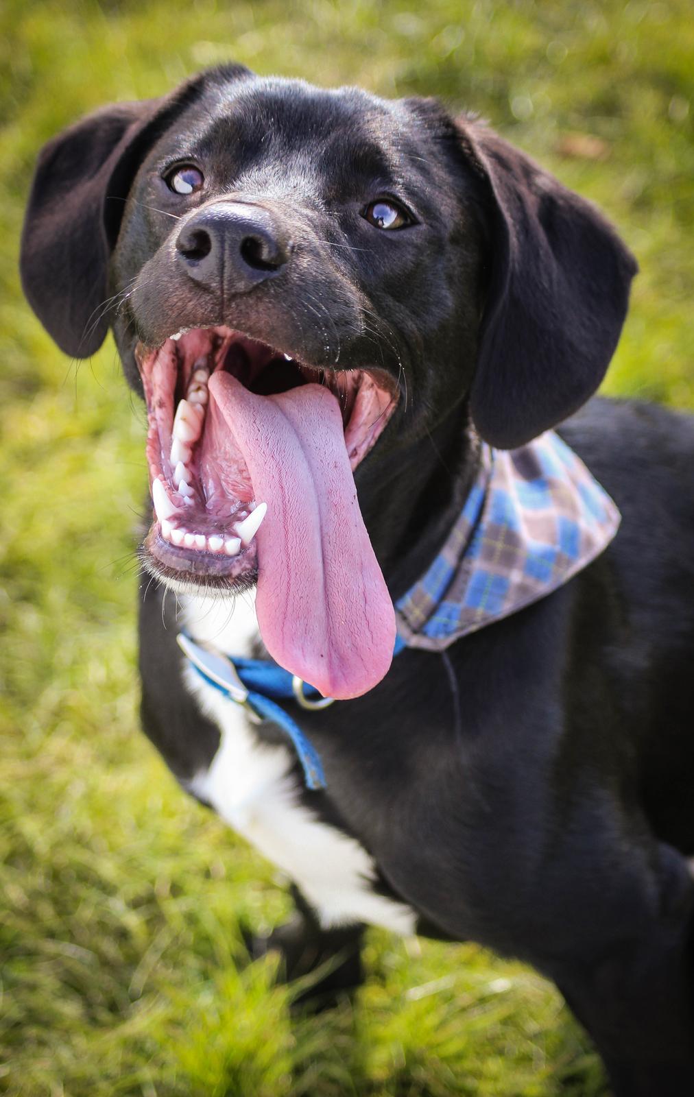 Blanding af racer Terminator {Termi} billede 3