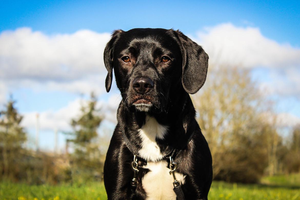 Blanding af racer Terminator {Termi} billede 1