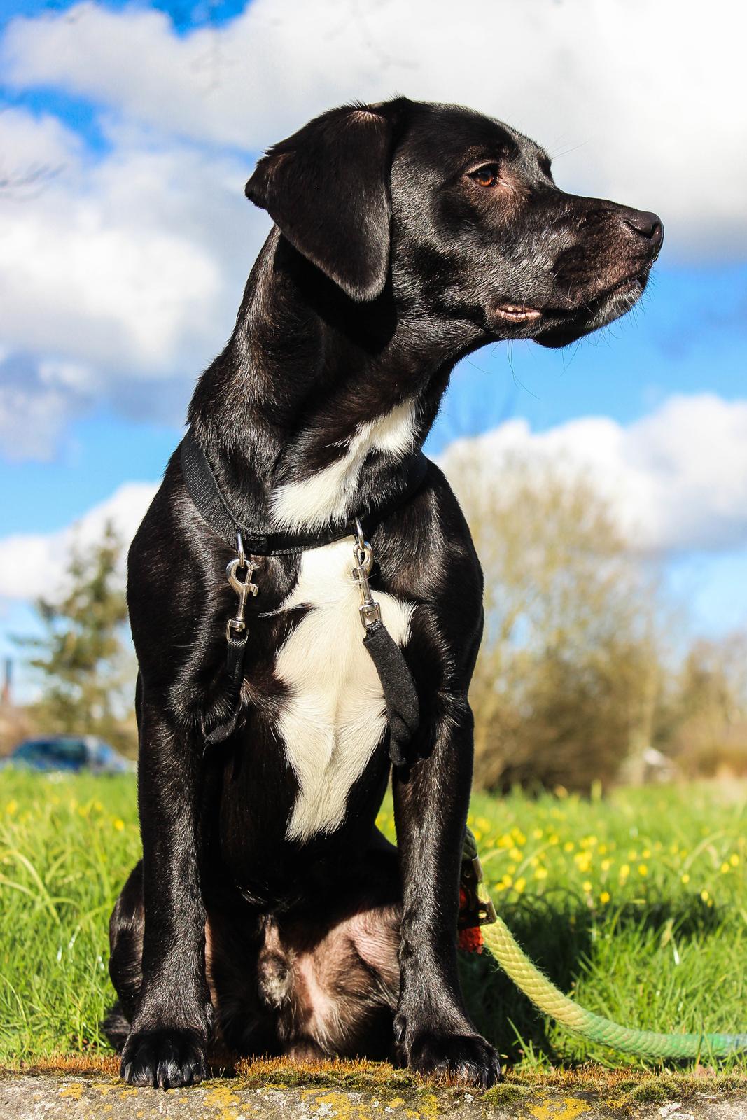 Blanding af racer Terminator {Termi} billede 2