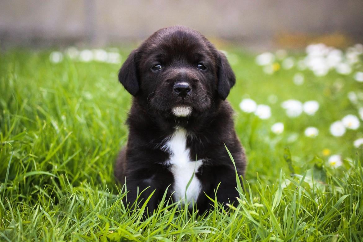 Blanding af racer Terminator {Termi} - 24 dage gammel ❤ billede 5