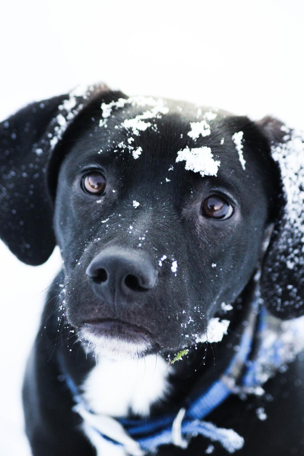 Blanding af racer Terminator {Termi} billede 4