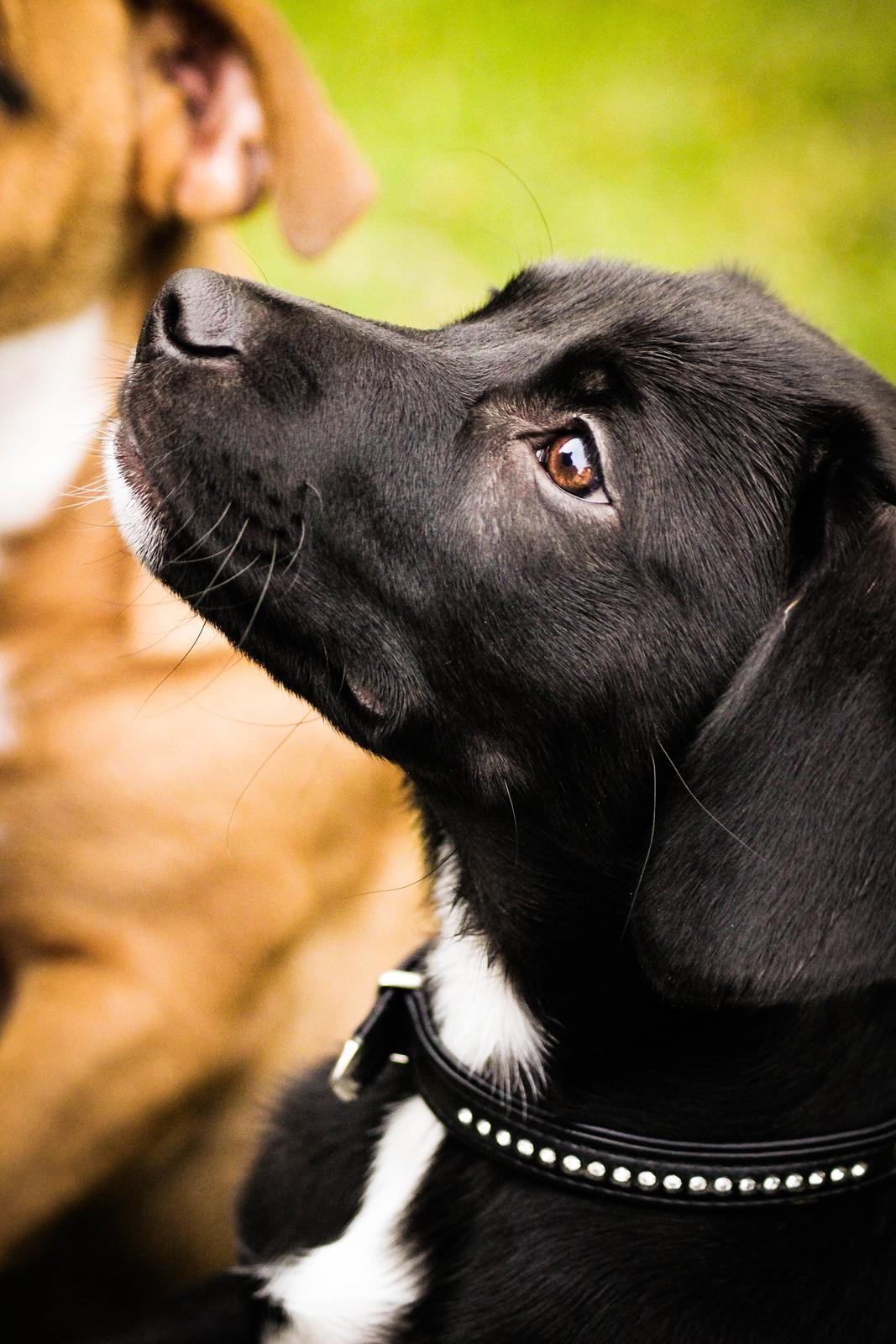 Blanding af racer Terminator {Termi} billede 6