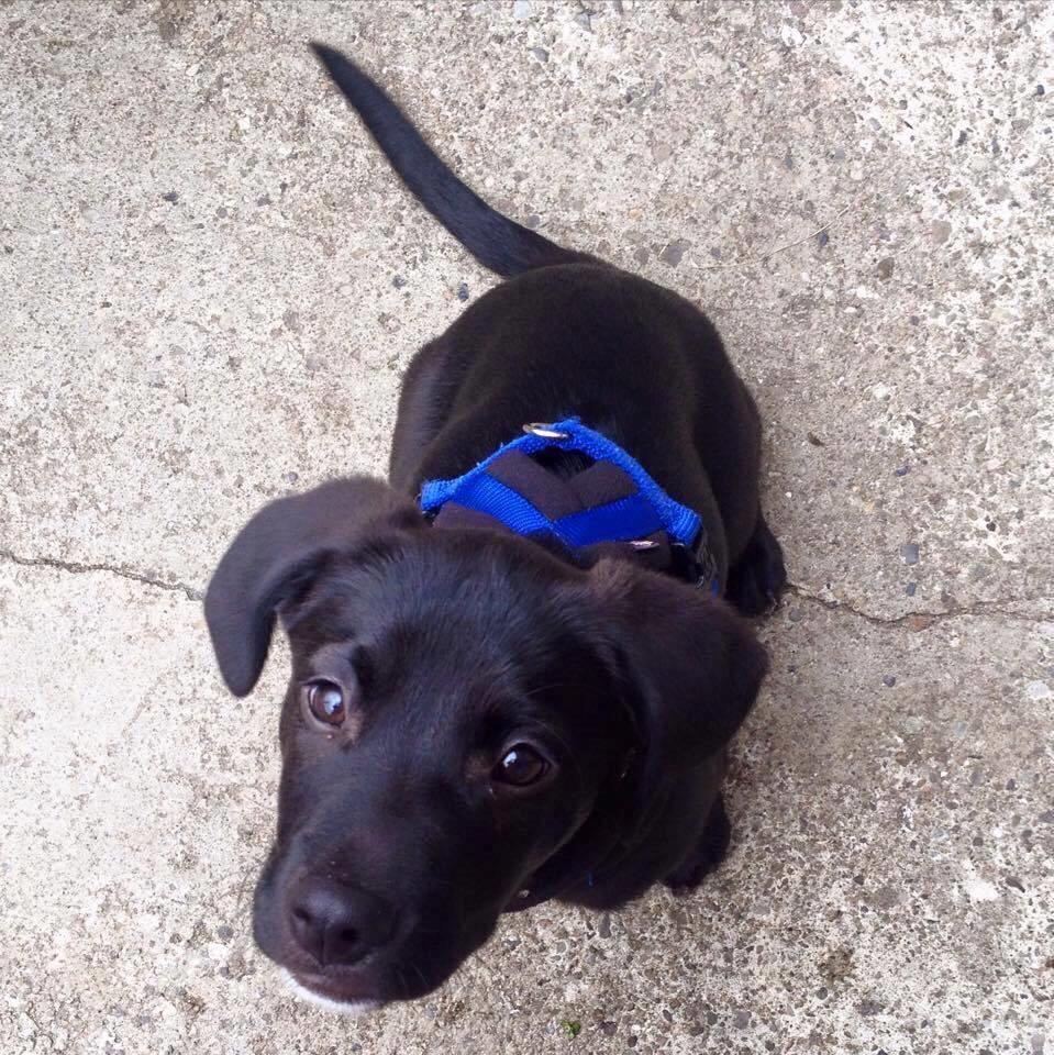 Blanding af racer Terminator {Termi} billede 7