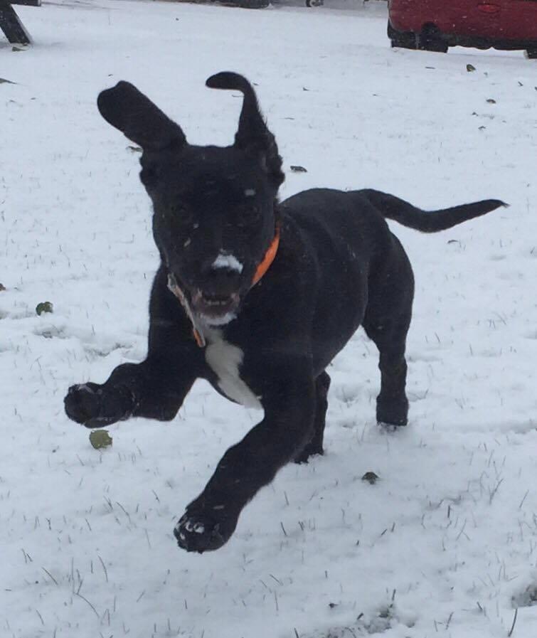 Blanding af racer Terminator {Termi} - Første møde med sne ❤ billede 8