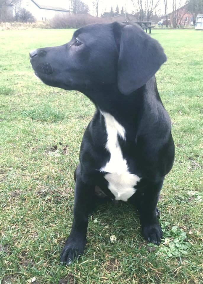 Blanding af racer Terminator {Termi} billede 9