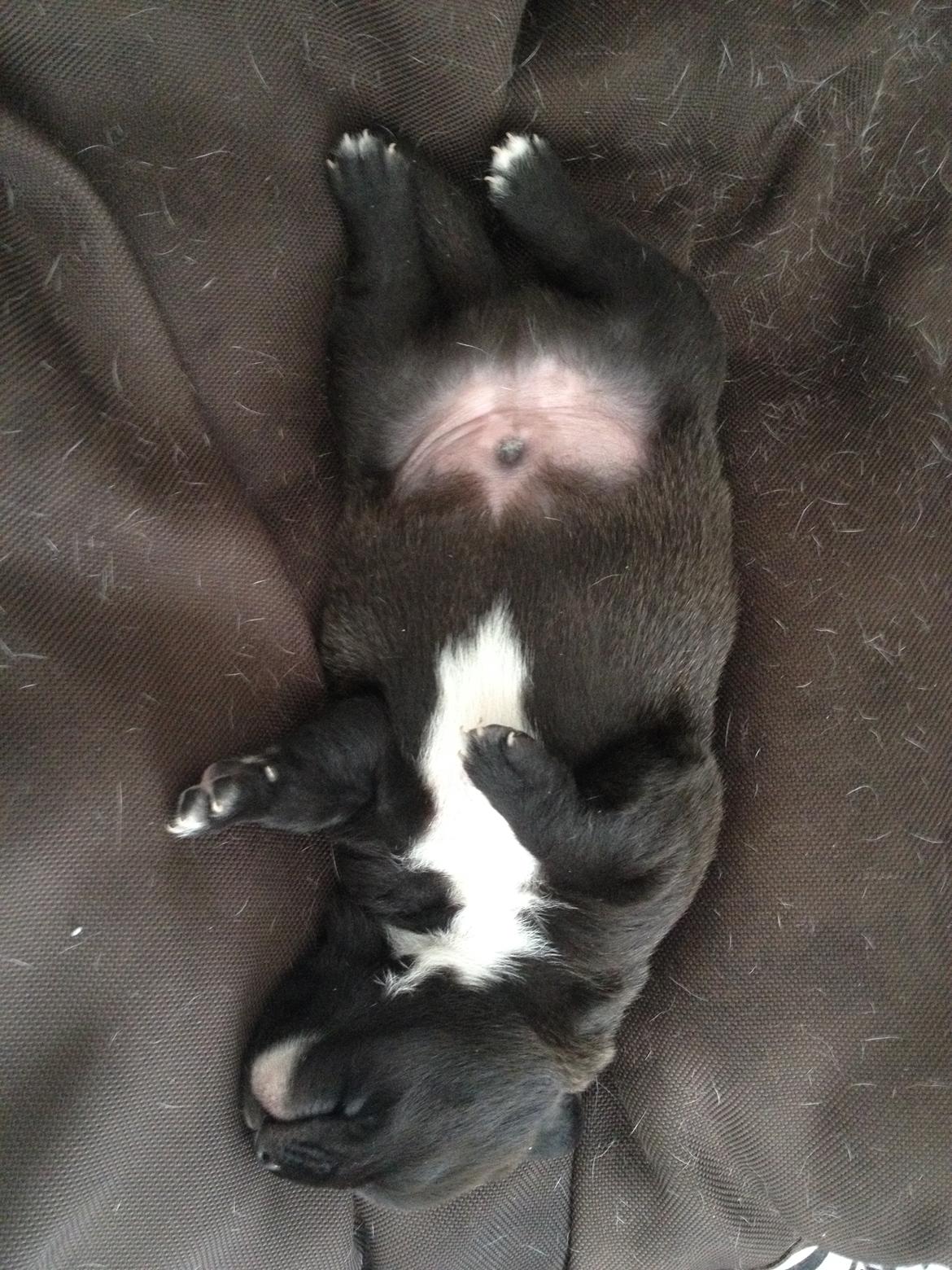 Blanding af racer Terminator {Termi} - 2 dage gammel ❤ billede 10