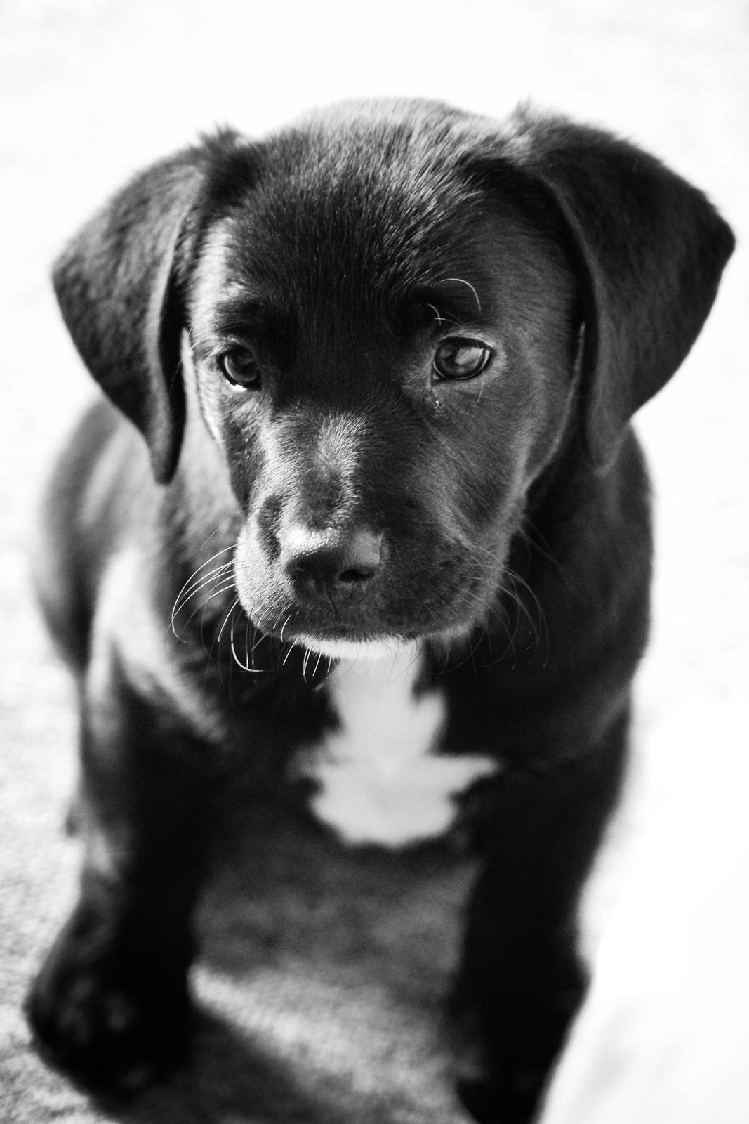 Blanding af racer Terminator {Termi} billede 11