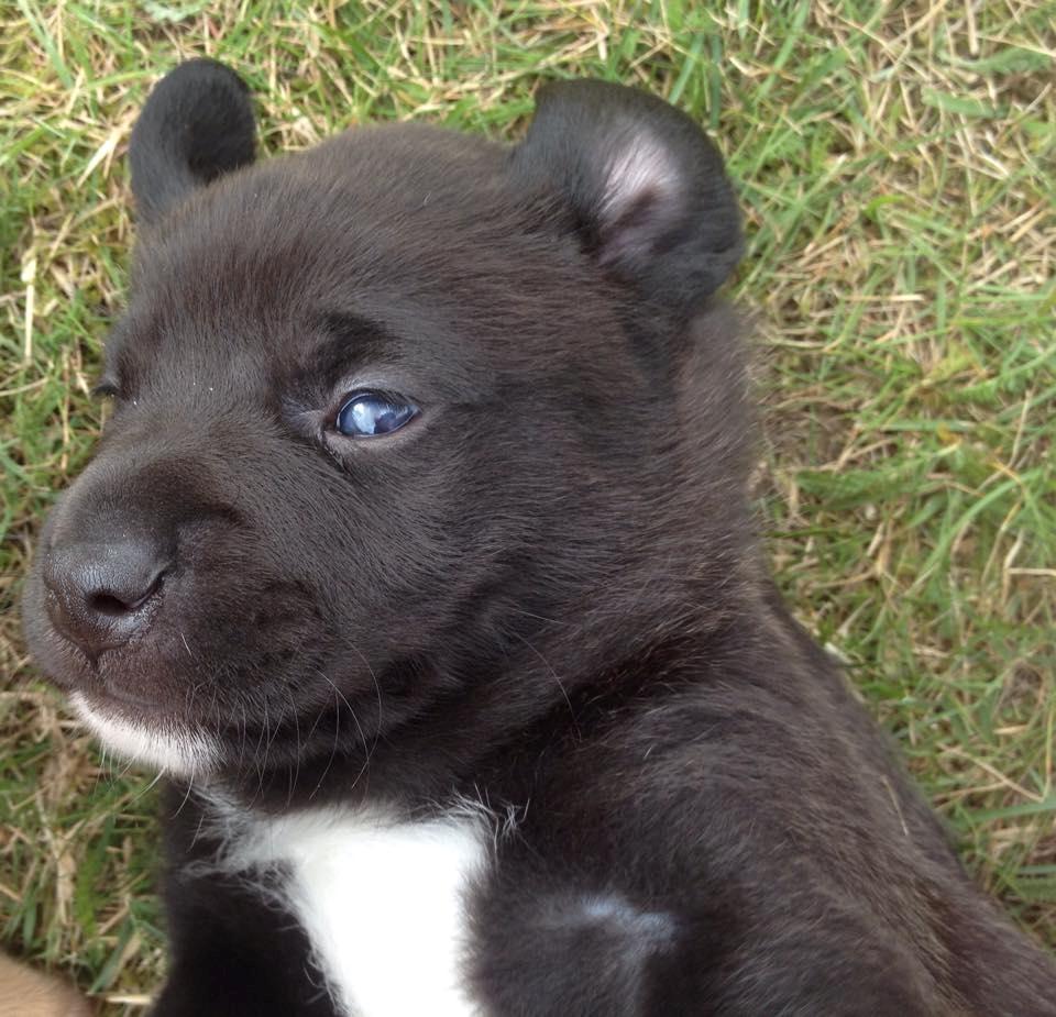 Blanding af racer Terminator {Termi} billede 12