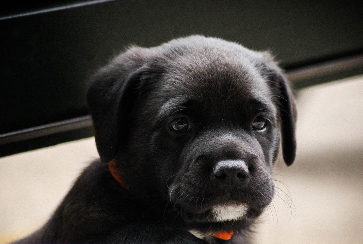 Blanding af racer Terminator {Termi} billede 13