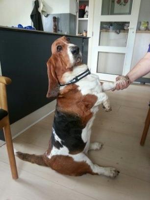 Basset hound Bonnie og Fonny billede 1