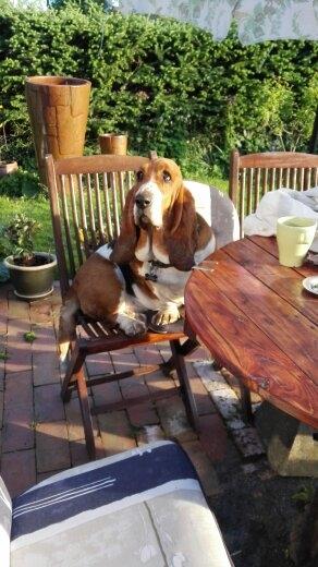 Basset hound Bonnie og Fonny billede 2
