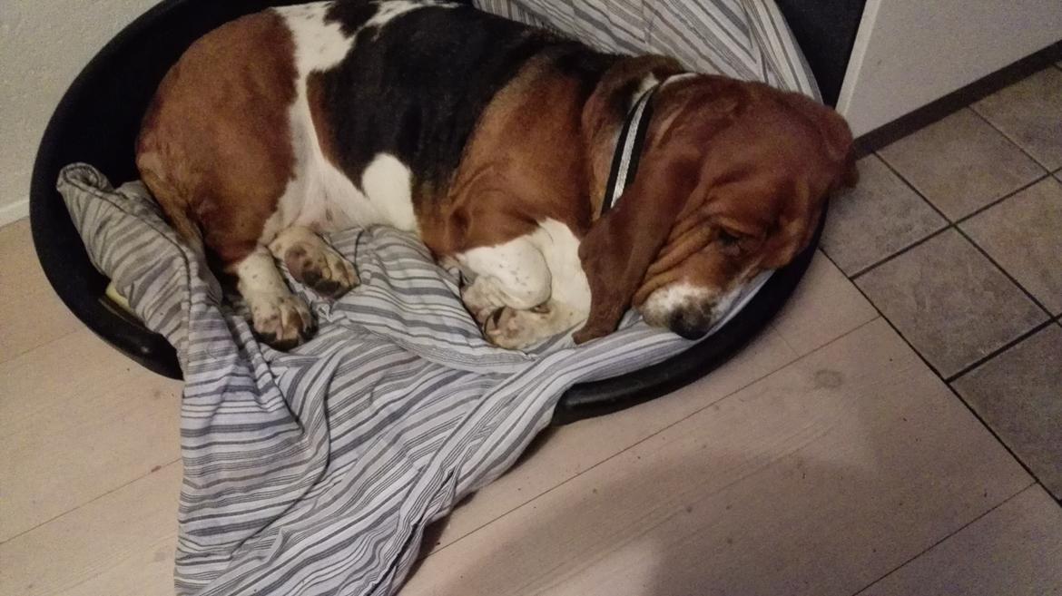 Basset hound Bonnie og Fonny billede 3