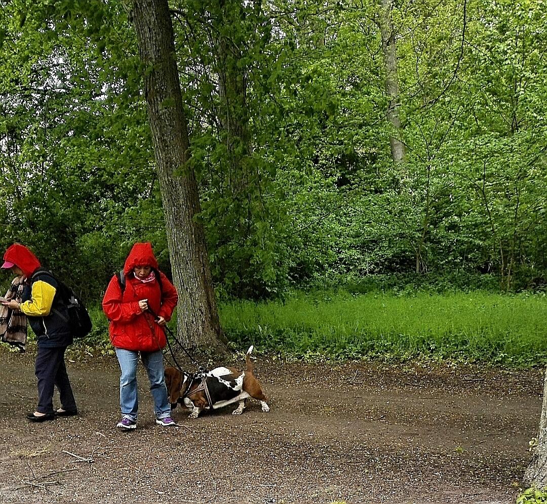 Basset hound Bonnie og Fonny billede 5