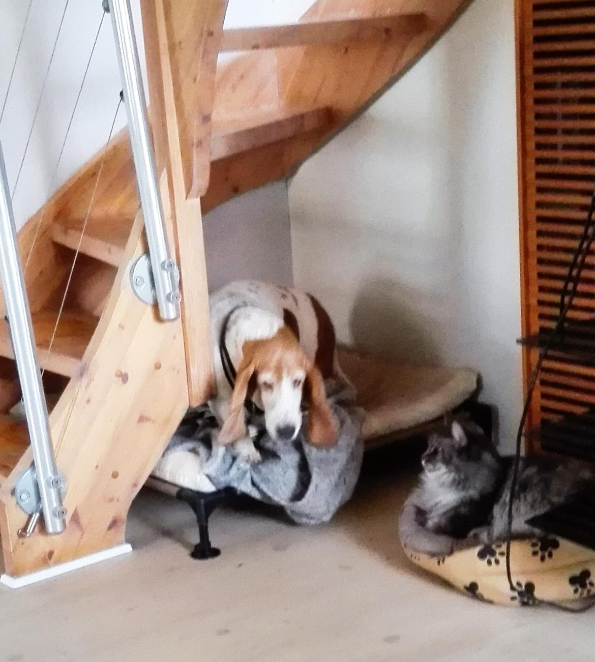 Basset hound Bonnie og Fonny billede 6