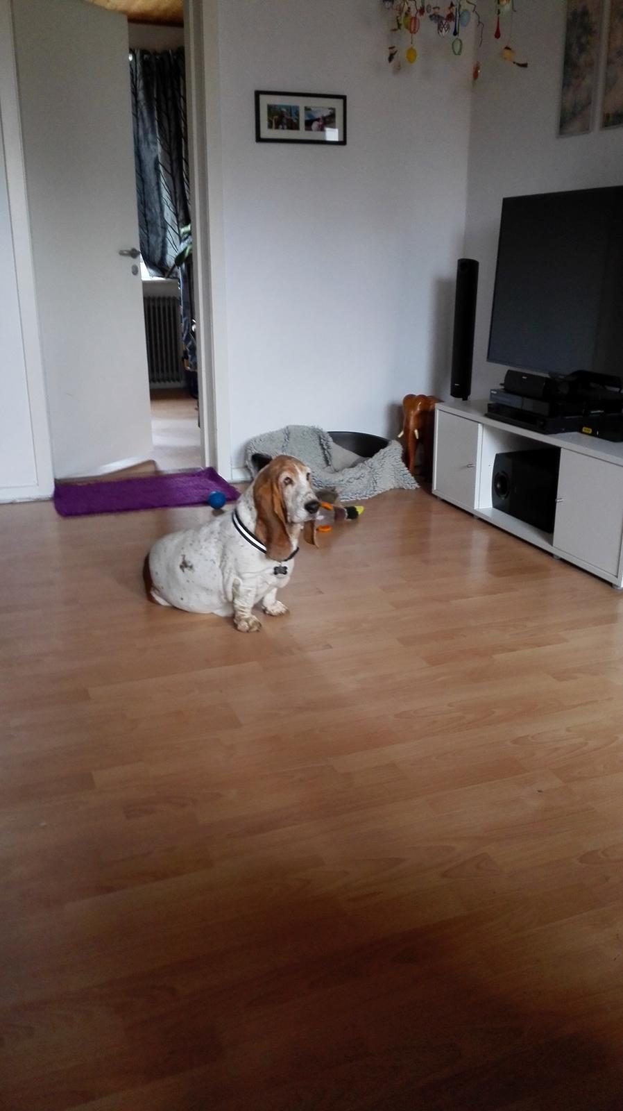 Basset hound Bonnie og Fonny billede 7