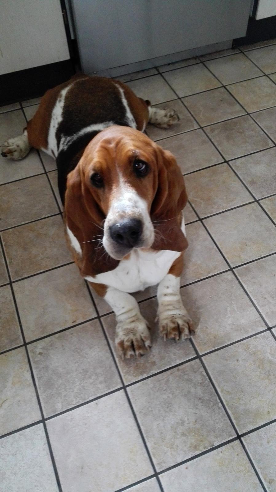 Basset hound Bonnie og Fonny billede 8