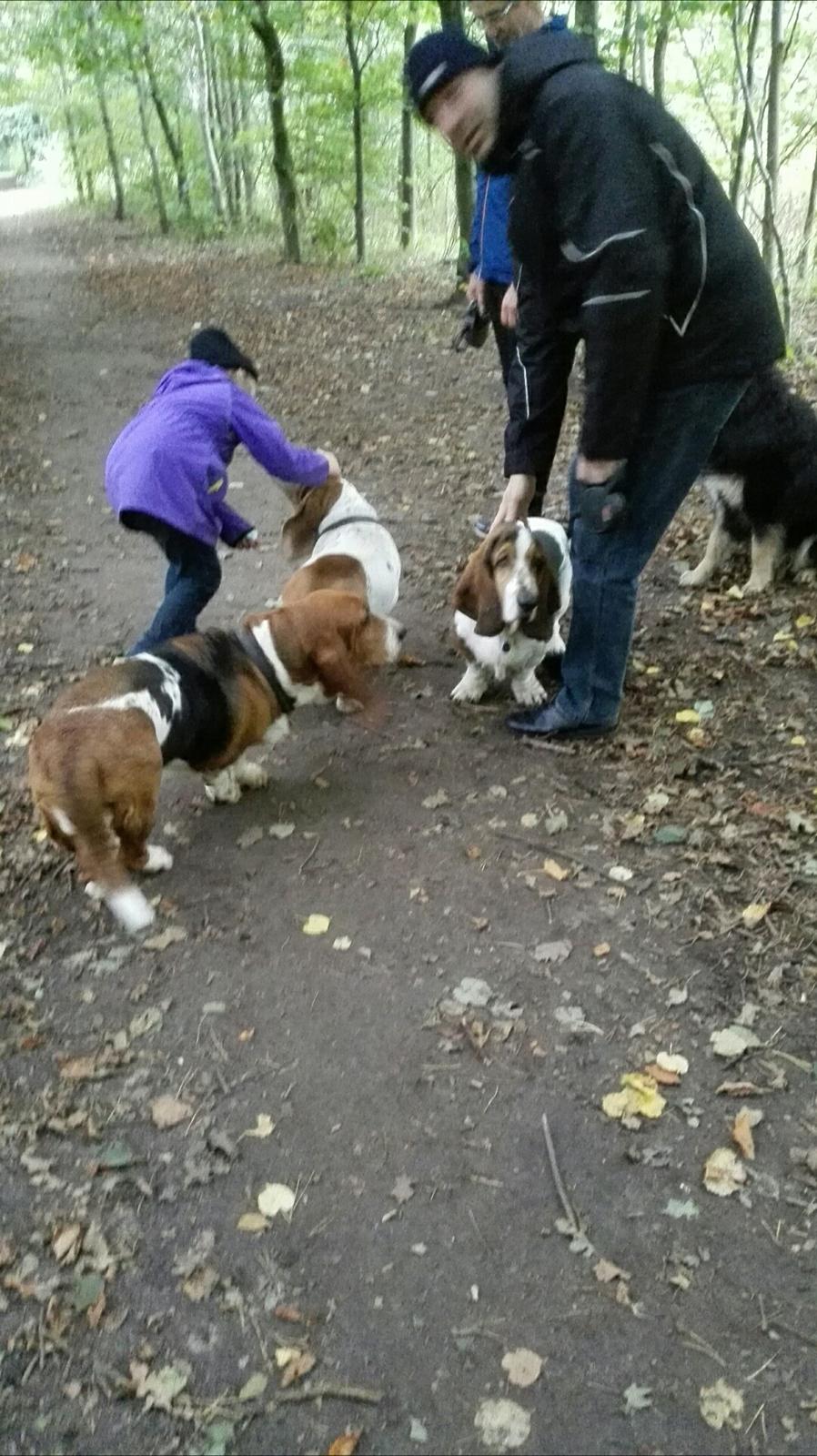 Basset hound Bonnie og Fonny billede 9