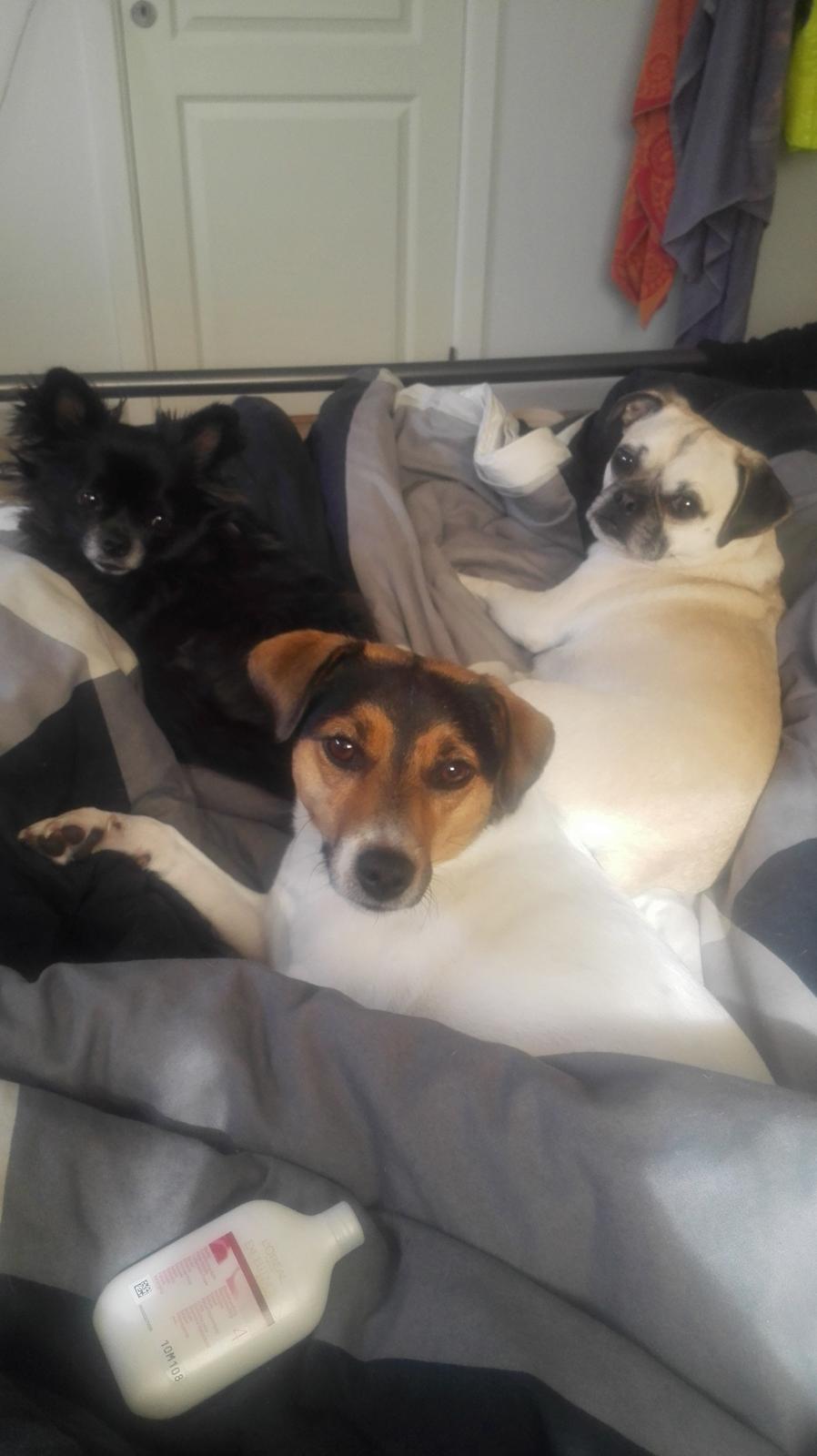 Chihuahua Gustav billede 16