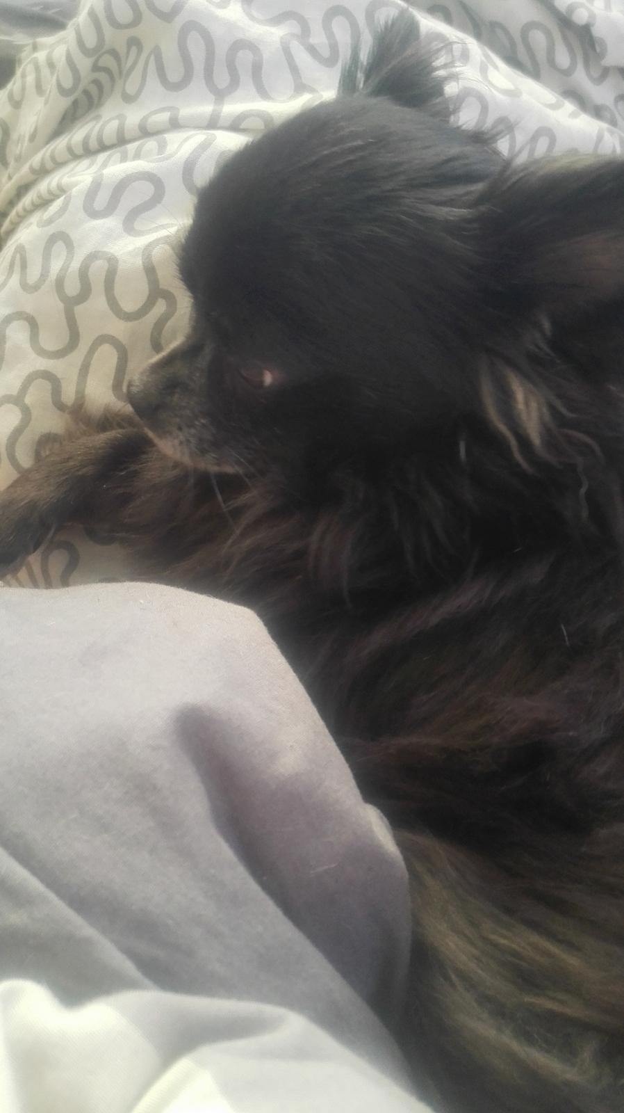 Chihuahua Gustav billede 17